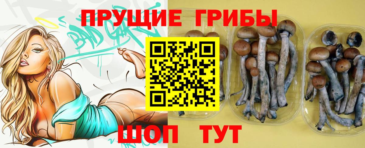 Галлюциногенные грибы Psilocybe Изобильный